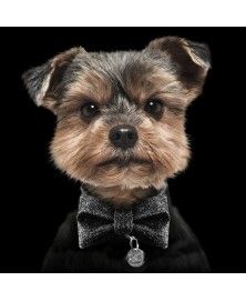 Nœud Papillon noir pour chien Milkandpepper