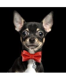 Red Butterfly Bow Tie for Dog Milk&Pepper