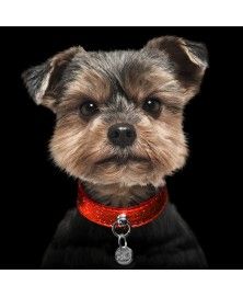 Red Stardust Dog Collar - Milk&Pepper