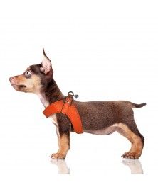 Milk&Pepper Dandy dog's Harness