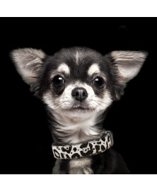 Dalmatian dog collar - Milk&Pepper