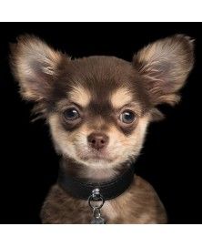 Collar Naja Black - Milk&Pepper