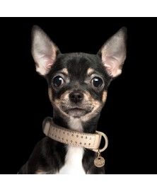 Collier Amaya Taupe pour chiens - Milk&Pepper